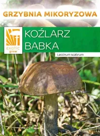 kozlarz-babka-lesne-grzyby-grzybnia-mikoryza-kozak