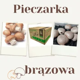 grzybnia-pieczarki-brazowej-15l-domowa-uprawa-grzybow