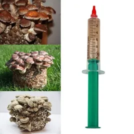 shiitake-plynna-grzybnia-wysoka-jakosc-szybki-wzrost