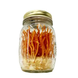 cordyceps-militaris-substrat-do-uprawy-grzybow