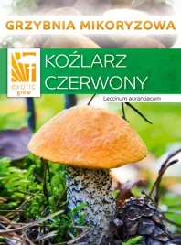 kozlarz-czerwony-grzyby-lesne-grzybnia-mikoryza