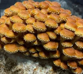 luskwiak-nameko-grzybnia-ziarnista-1l