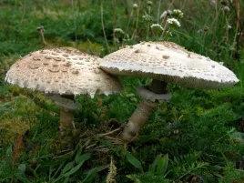 czubajka-kania-grzybnia-ziarnista-1l