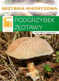 podgrzybek-zlotawy-lesne-grzyby-grzybnia-mikoryza