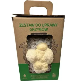 soplowka-jezowata-mushrooms-grow-kit-grzybnia