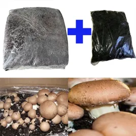 pieczarka-brazowa-najwieksza-kostka-i-torf-wyborny-smak-i-domowy-zbior