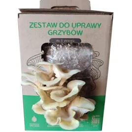 boczniak-cytrynowy-mushrooms-grow-kit-zestaw-do-uprawy