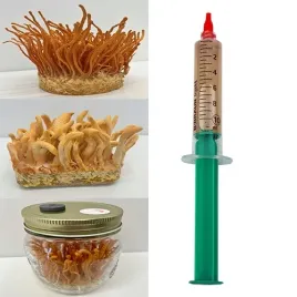 cordyceps-militaris-grzybnia-plynna-10ml