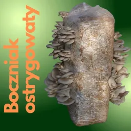 grzybnia-boczniaka-15-kg-wysoki-plon-latwa-w-uprawie-balot-xxl
