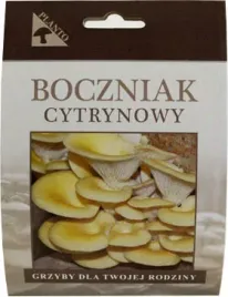 boczniak-cytrynowy-grzybnia-na-kolkach-grzybnie