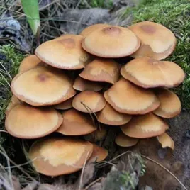 luszczak-zmienny-grzybnia-na-ziarnie-1l
