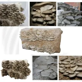 boczniak-ostrygowaty-balot-podloze-do-domowej-uprawy