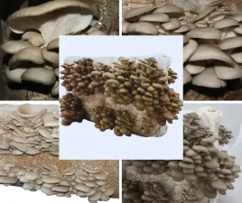 grzybnia-boczniak-ostrygowaty-uprawa-w-domu-duza-kostka-15-kg-balot