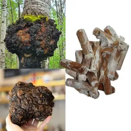 chaga-blyskoporek-podkorowy-grzybnia-na-kolkach-20-szt