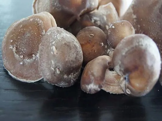 shiitake-lentinula-edodes-kapsulki-120szt
