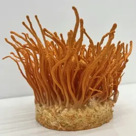 cordyceps-militaris-substrat-do-uprawy-grzybow
