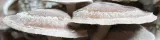 shiitake-podwojny-esktrakt-bio-lentinula-edodes-100ml-stan-nowy