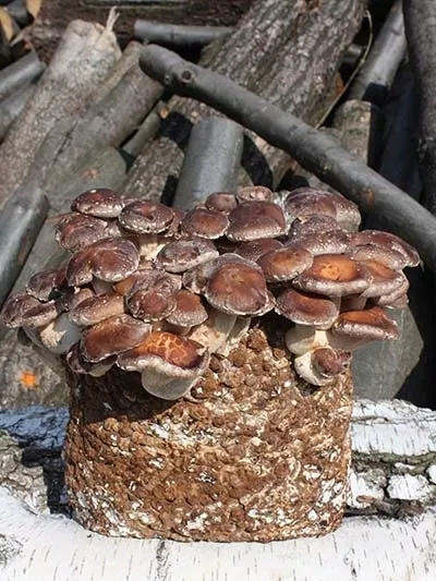 shiitake-podwojny-esktrakt-bio-lentinula-edodes-100ml-marka-planto