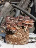 shiitake-podwojny-esktrakt-bio-lentinula-edodes-100ml-marka-planto