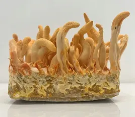 cordyceps-militaris-uprawa-grzybow-w-domu