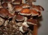 shiitake-lentinula-edodes-zestaw-do-uprawy-grzybow-marka-planto