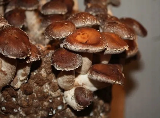shiitake-lentinula-edodes-zestaw-do-uprawy-grzybow-marka-planto