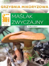 maslak-zwyczajny-grzyby-lesne-grzybnia-mikoryza