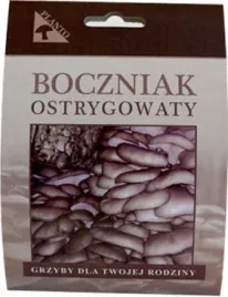 boczniak-ostrygowaty-grzybnia-na-kolkach-grzyby