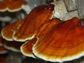reishi-grzybnia-na-kolkach-grzyby-100-szt