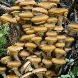 opienka-miodowa-kolki-zaszczepione-grzybnia-20-szt