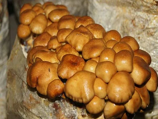 nameko-zestaw-do-uprawy-grzybow-marka-planto