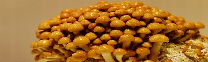 nameko-zestaw-do-uprawy-grzybow-stan-nowy