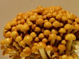 nameko-grzybnia-uprawa-w-ogrodzie-kolki-20