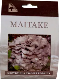 grzybnia-maitake-kolki-20-szt-zagwica-listkowata