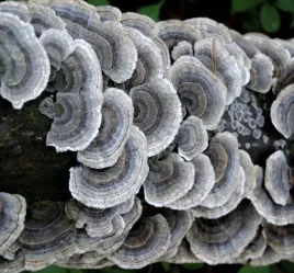 grzybnia-wrosniak-roznobarwny-gotowe-podloze-3kg