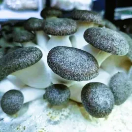 grzybnia-black-pearl-oyster-gotowe-podloze