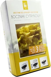 grzybnia-boczniak-cytrynowy-uprawa-w-domu-3l