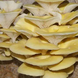 boczniak-cytrynowy-podloze-do-uprawy-w-domu