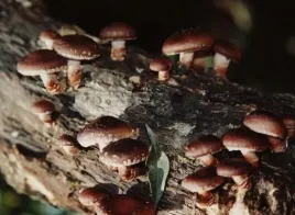 shiitake-shii-take-grzybnia-1-kg