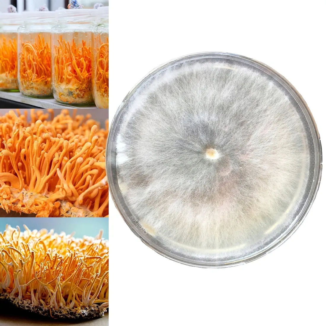 cordyceps-szalka-petriego-marka-planto