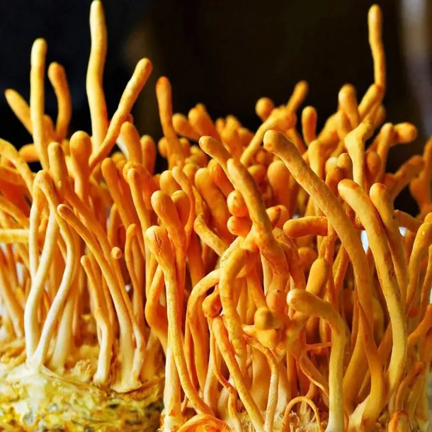 cordyceps-szalka-petriego-rodzaj-grzybnie