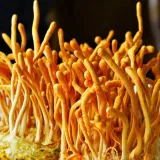 cordyceps-szalka-petriego-rodzaj-grzybnie