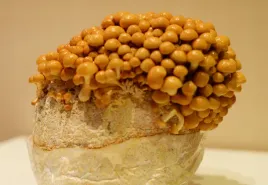 luskwiak-nameko-grzybnia-3-kg-podloze-do-uprawy-w-domu