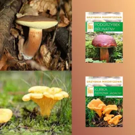 zestaw-mikoryzy-podgrzybek-brunatny-kurka-or-do-uprawy-w-ogrodzie