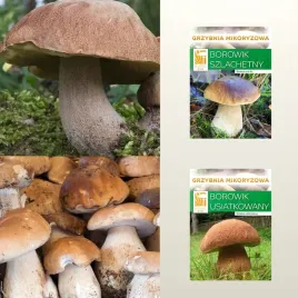 zestaw-mikoryzy-borowik-szlachetny-borowik-usiatkowanyor-do-ogrodu