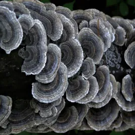 wrosniak-roznobarwny-grzybnia-na-kolkach-20-szt-trametes-versicolor