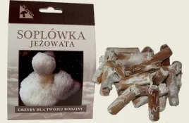 grzybnia-na-kolkach-soplowka-jezowata-100-szt-domowa-uprawa