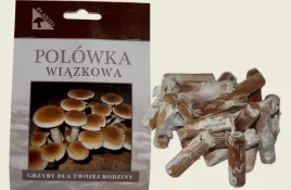 grzybnia-na-kolkach-polowka-wiazkowa-100-szt-domowa-uprawa
