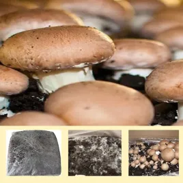duzy-zbior-pieczarka-brazowa-24kg-swieza-grzybnia-torf