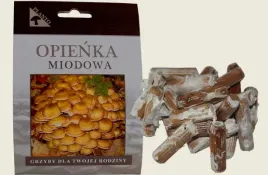 grzybnia-na-kolkach-opienka-miodowa-100-szt-domowa-uprawa